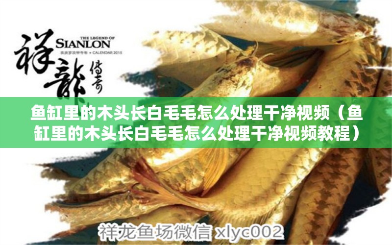 魚缸里的木頭長白毛毛怎么處理干凈視頻（魚缸里的木頭長白毛毛怎么處理干凈視頻教程）