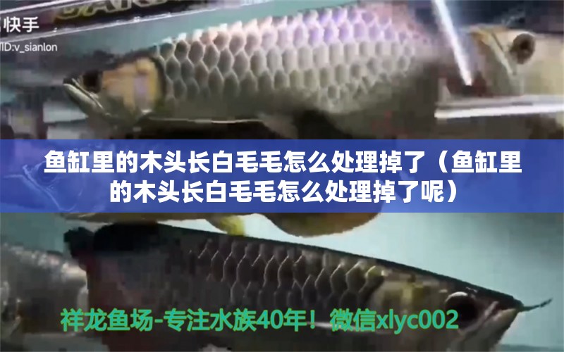 魚缸里的木頭長白毛毛怎么處理掉了（魚缸里的木頭長白毛毛怎么處理掉了呢）