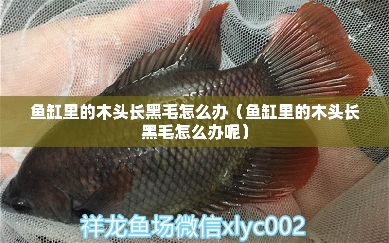 魚缸里的木頭長黑毛怎么辦（魚缸里的木頭長黑毛怎么辦呢）