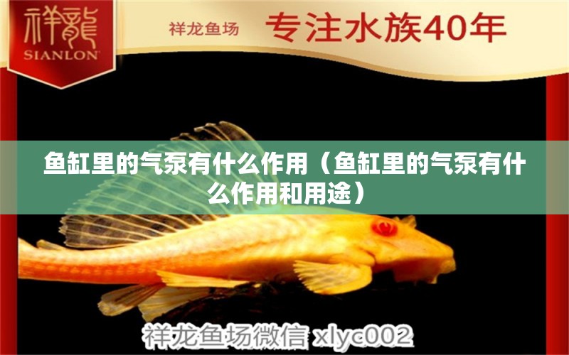 魚(yú)缸里的氣泵有什么作用（魚(yú)缸里的氣泵有什么作用和用途） 朱巴利魚(yú)苗