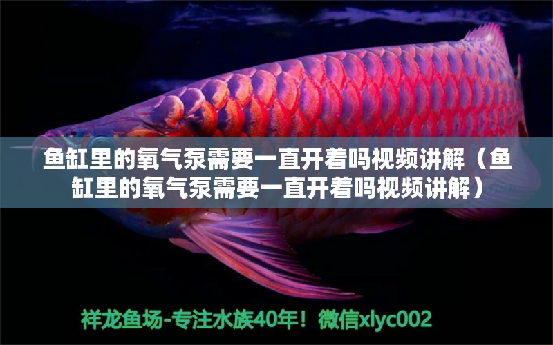 魚缸里的氧氣泵需要一直開著嗎視頻講解（魚缸里的氧氣泵需要一直開著嗎視頻講解） 祥龍水族醫(yī)院