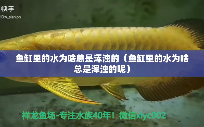 魚缸里的水為啥總是渾濁的（魚缸里的水為啥總是渾濁的呢）