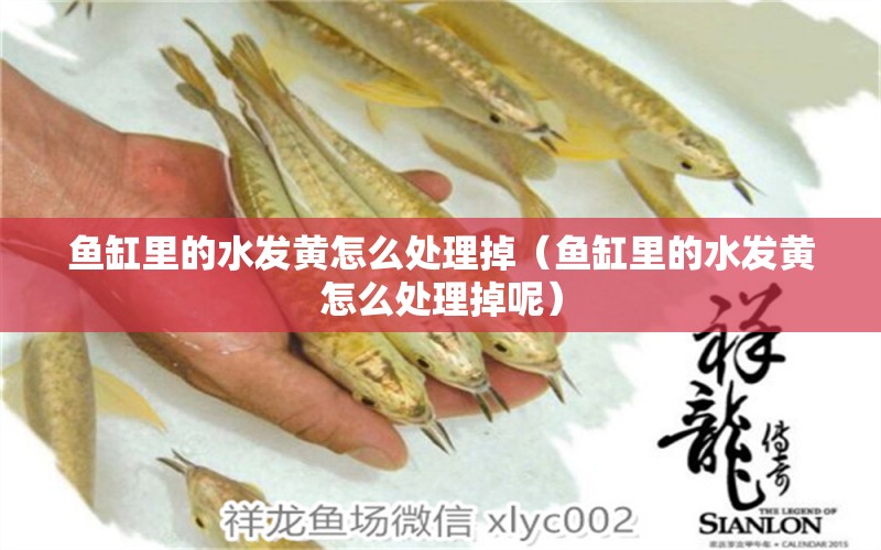 魚缸里的水發(fā)黃怎么處理掉（魚缸里的水發(fā)黃怎么處理掉呢） 其他品牌魚缸