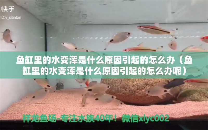 魚缸里的水變渾是什么原因引起的怎么辦（魚缸里的水變渾是什么原因引起的怎么辦呢） 皇冠黑白魟魚