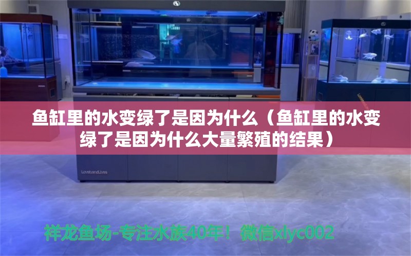 魚缸里的水變綠了是因為什么（魚缸里的水變綠了是因為什么大量繁殖的結(jié)果） 廣州觀賞魚批發(fā)市場