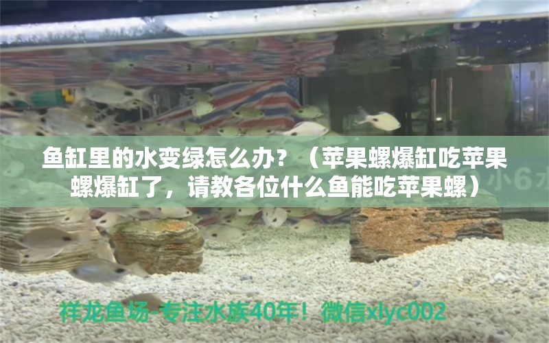 魚缸里的水變綠怎么辦？（蘋果螺爆缸吃蘋果螺爆缸了，請教各位什么魚能吃蘋果螺）