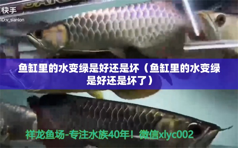 魚(yú)缸里的水變綠是好還是壞（魚(yú)缸里的水變綠是好還是壞了）