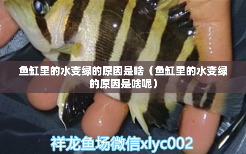 魚缸里的水變綠的原因是啥（魚缸里的水變綠的原因是啥呢） ?；?異型虎魚/純色虎魚