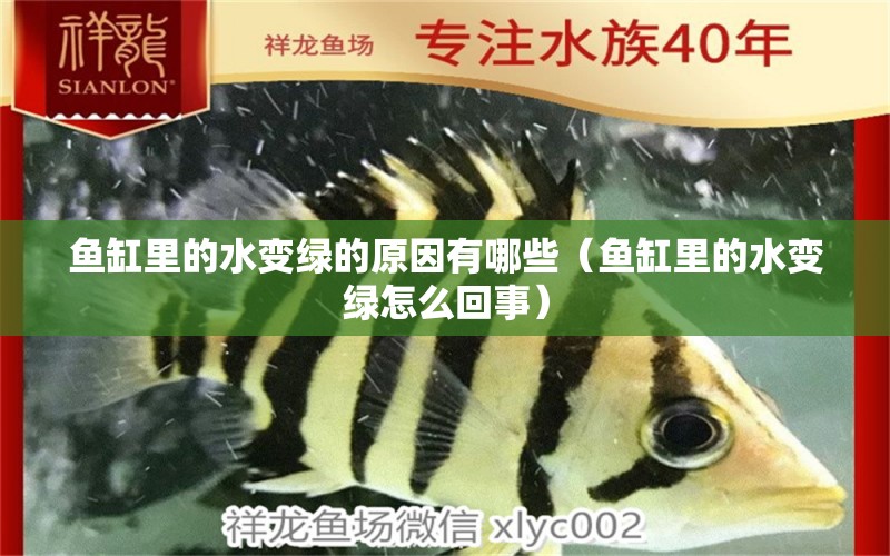 魚缸里的水變綠的原因有哪些（魚缸里的水變綠怎么回事）