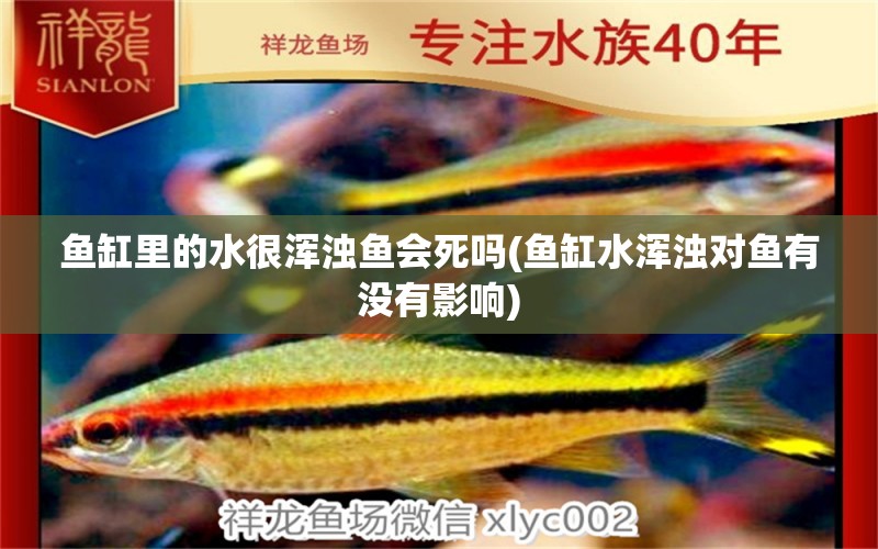 魚缸里的水很渾濁魚會死嗎(魚缸水渾濁對魚有沒有影響) 埃及神仙魚