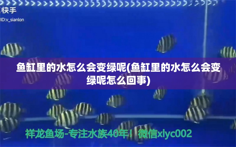 魚(yú)缸里的水怎么會(huì)變綠呢(魚(yú)缸里的水怎么會(huì)變綠呢怎么回事) 文玩