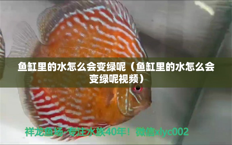 魚缸里的水怎么會變綠呢（魚缸里的水怎么會變綠呢視頻）