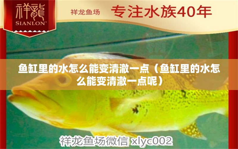 魚缸里的水怎么能變清澈一點（魚缸里的水怎么能變清澈一點呢） 祥龍水族醫(yī)院