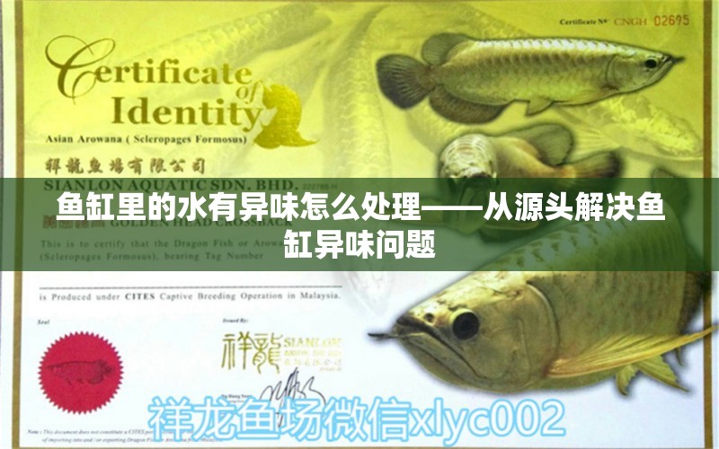 魚缸里的水有異味怎么處理——從源頭解決魚缸異味問題