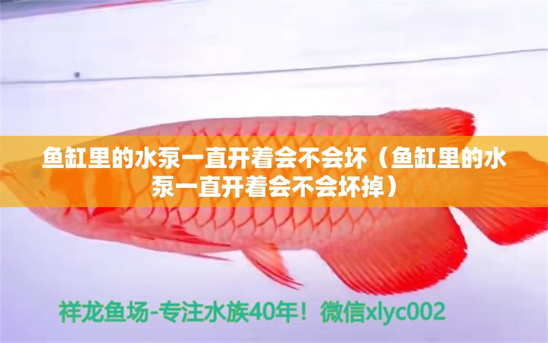 魚缸里的水泵一直開著會不會壞（魚缸里的水泵一直開著會不會壞掉） 觀賞魚市場（混養(yǎng)魚）