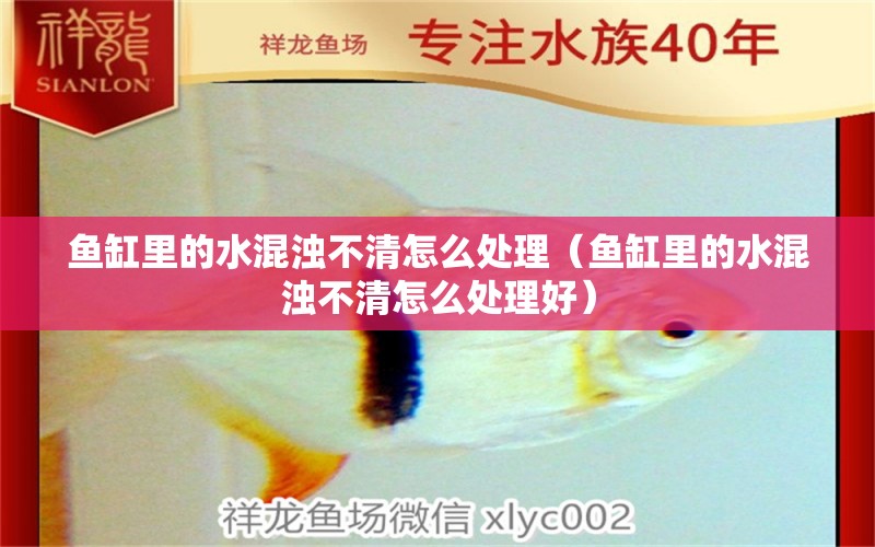 魚缸里的水混濁不清怎么處理（魚缸里的水混濁不清怎么處理好）