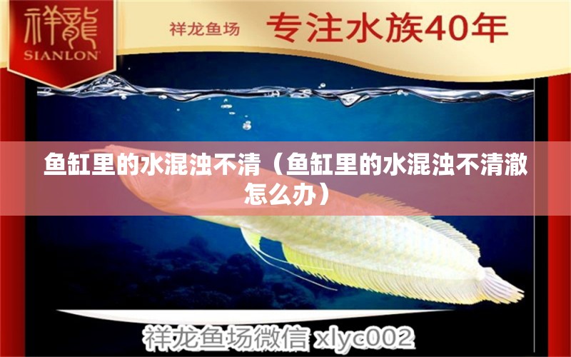 魚缸里的水混濁不清（魚缸里的水混濁不清澈怎么辦） 祥龍水族醫(yī)院