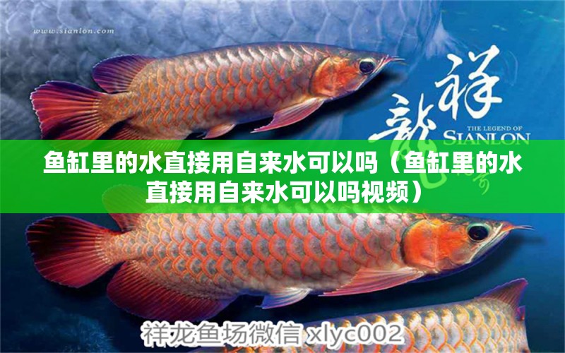 魚缸里的水直接用自來水可以嗎（魚缸里的水直接用自來水可以嗎視頻）