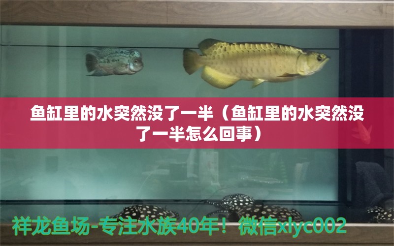 魚缸里的水突然沒了一半（魚缸里的水突然沒了一半怎么回事） 祥龍水族醫(yī)院