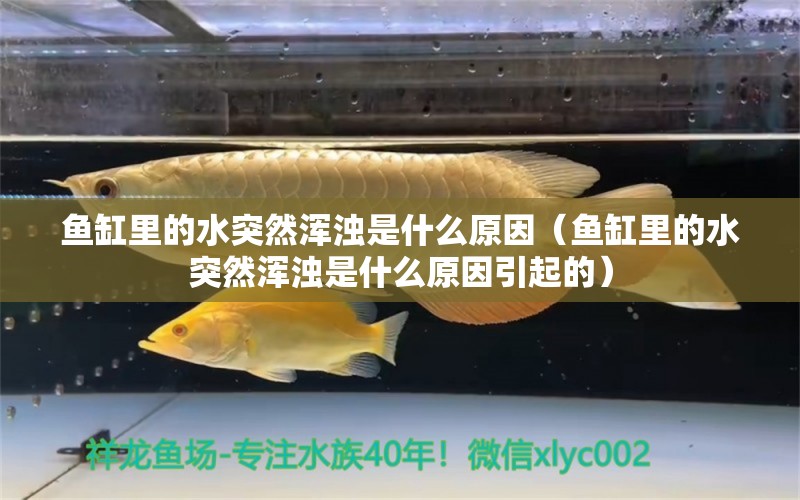 魚缸里的水突然渾濁是什么原因（魚缸里的水突然渾濁是什么原因引起的）