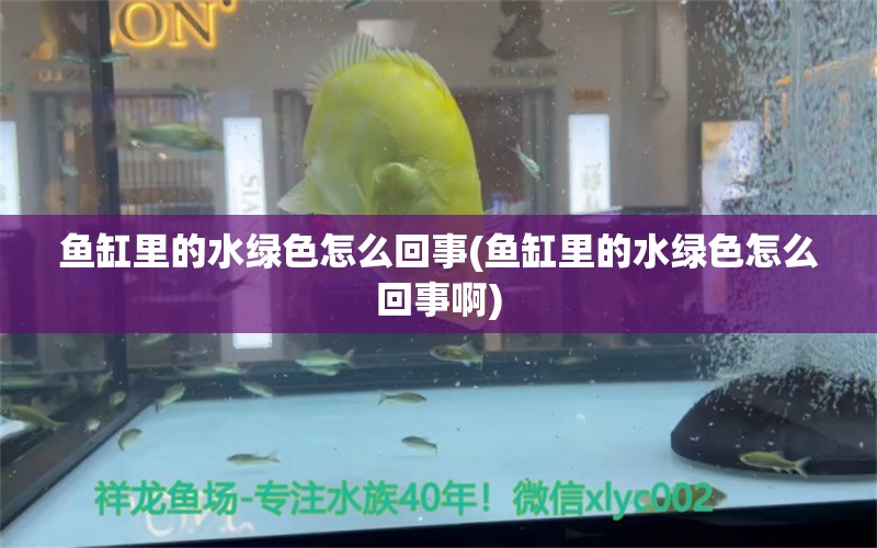 魚缸里的水綠色怎么回事(魚缸里的水綠色怎么回事啊) 鴨嘴鯊魚