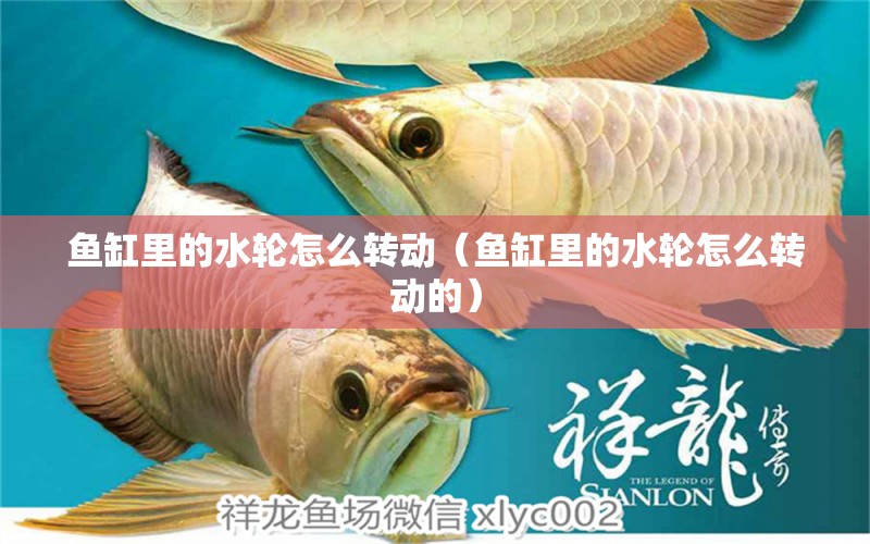 魚缸里的水輪怎么轉(zhuǎn)動(dòng)（魚缸里的水輪怎么轉(zhuǎn)動(dòng)的）