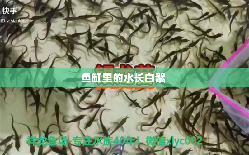 魚缸里的水長白絮  紅勾銀版魚