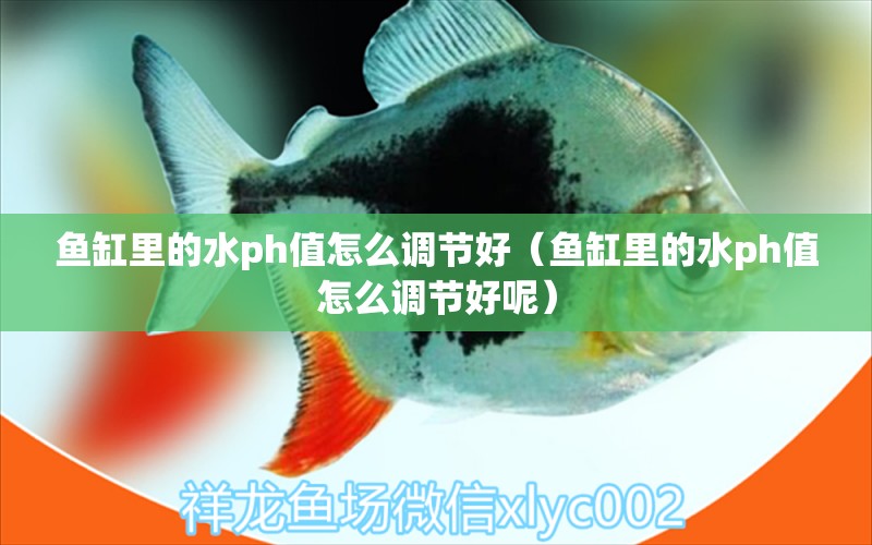 魚缸里的水ph值怎么調(diào)節(jié)好（魚缸里的水ph值怎么調(diào)節(jié)好呢） 量子養(yǎng)魚技術(shù)