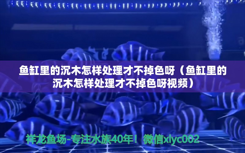 魚缸里的沉木怎樣處理才不掉色呀（魚缸里的沉木怎樣處理才不掉色呀視頻）