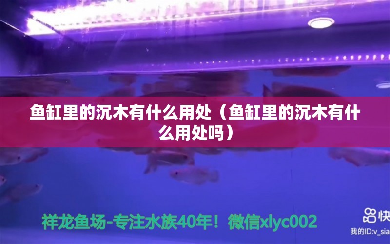 魚缸里的沉木有什么用處（魚缸里的沉木有什么用處嗎） 其他品牌魚缸