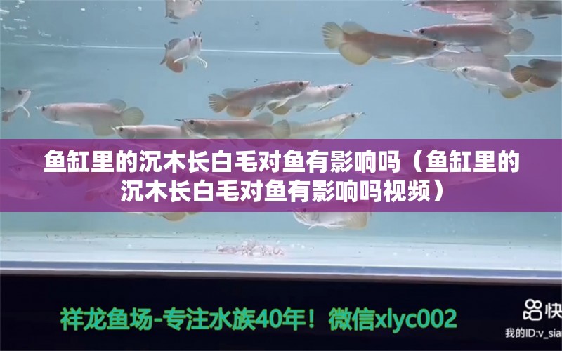 魚缸里的沉木長白毛對魚有影響嗎（魚缸里的沉木長白毛對魚有影響嗎視頻）