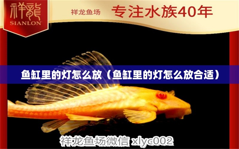 魚缸里的燈怎么放（魚缸里的燈怎么放合適）