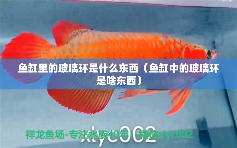 魚缸里的玻璃環(huán)是什么東西（魚缸中的玻璃環(huán)是啥東西） 光特億