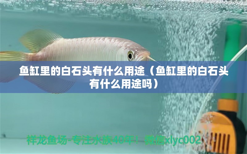 魚缸里的白石頭有什么用途（魚缸里的白石頭有什么用途嗎） 祥龍水族醫(yī)院