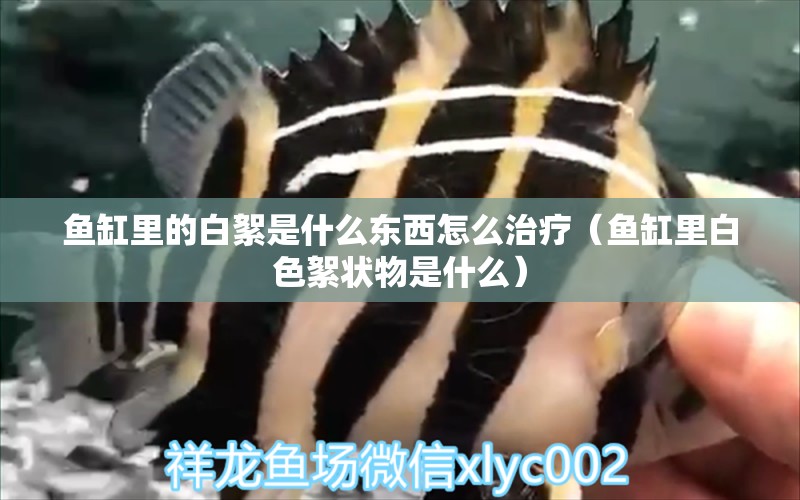 魚缸里的白絮是什么東西怎么治療（魚缸里白色絮狀物是什么）