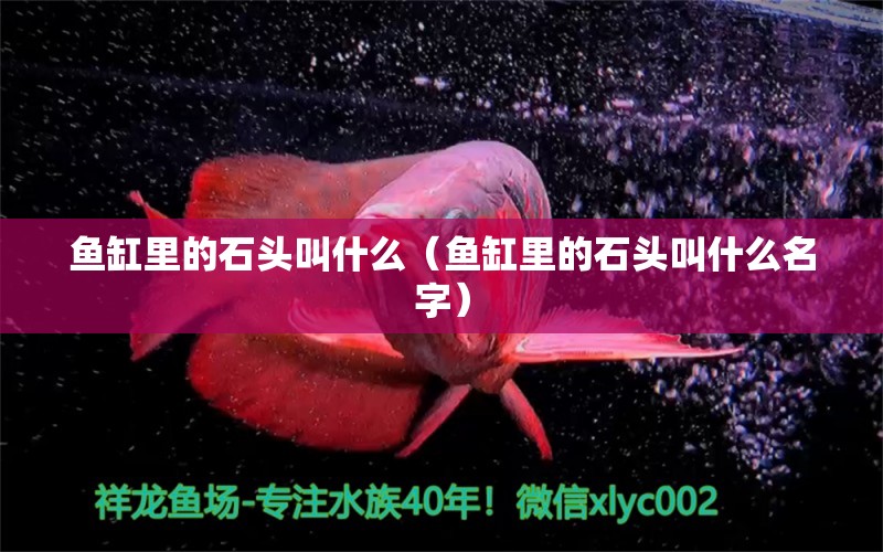 魚缸里的石頭叫什么（魚缸里的石頭叫什么名字）