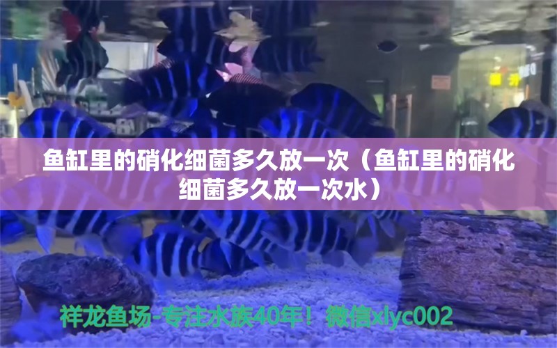 魚(yú)缸里的硝化細(xì)菌多久放一次（魚(yú)缸里的硝化細(xì)菌多久放一次水）