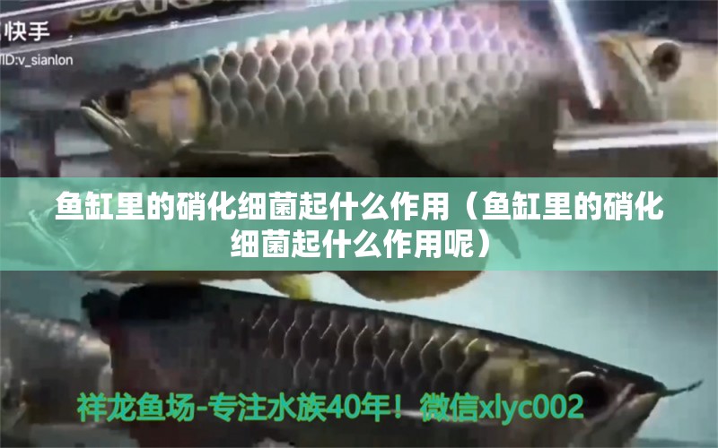 魚缸里的硝化細(xì)菌起什么作用（魚缸里的硝化細(xì)菌起什么作用呢） 硝化細(xì)菌