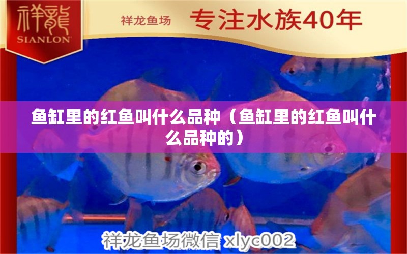 魚缸里的紅魚叫什么品種（魚缸里的紅魚叫什么品種的）