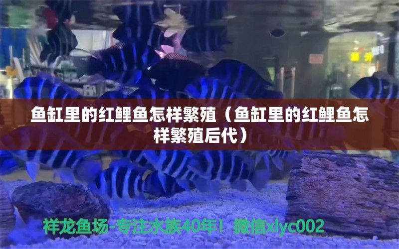 魚(yú)缸里的紅鯉魚(yú)怎樣繁殖（魚(yú)缸里的紅鯉魚(yú)怎樣繁殖后代）