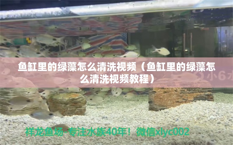 魚(yú)缸里的綠藻怎么清洗視頻（魚(yú)缸里的綠藻怎么清洗視頻教程）