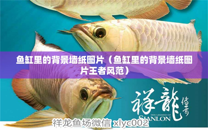 魚(yú)缸里的背景墻紙圖片（魚(yú)缸里的背景墻紙圖片王者風(fēng)范） 祥龍水族醫(yī)院