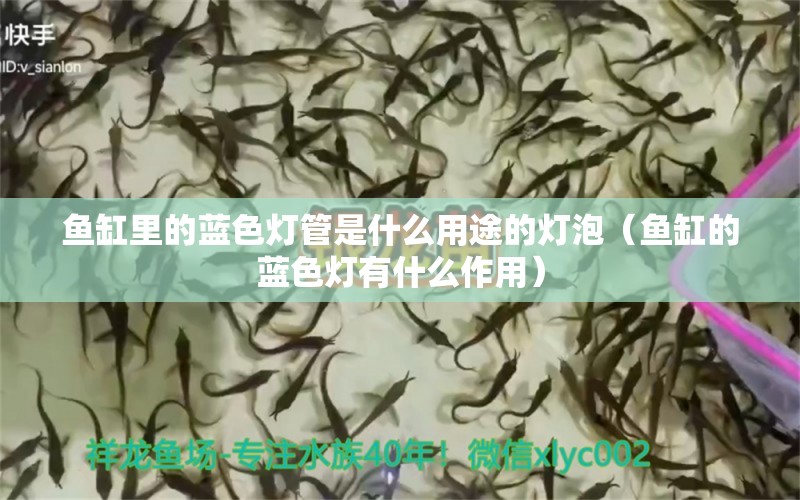 魚缸里的藍色燈管是什么用途的燈泡（魚缸的藍色燈有什么作用） 白化火箭 第1張