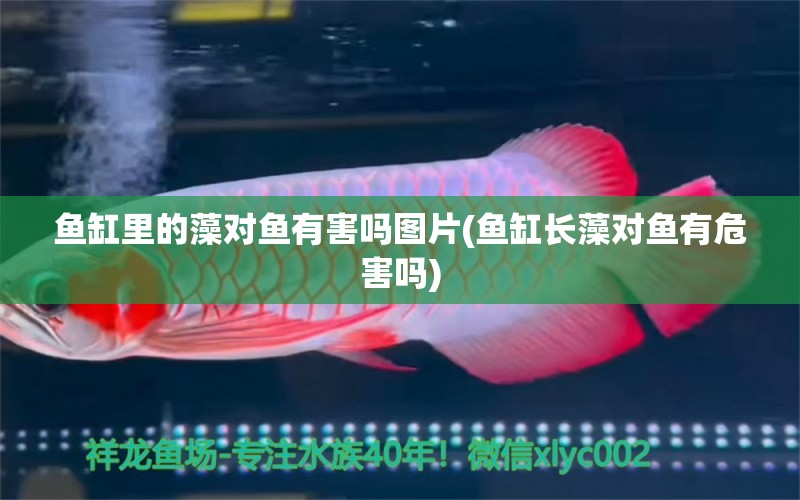 魚缸里的藻對魚有害嗎圖片(魚缸長藻對魚有危害嗎) 魚缸清潔用具