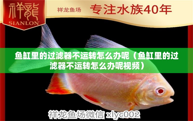 魚缸里的過濾器不運轉(zhuǎn)怎么辦呢（魚缸里的過濾器不運轉(zhuǎn)怎么辦呢視頻） 量子養(yǎng)魚技術(shù)