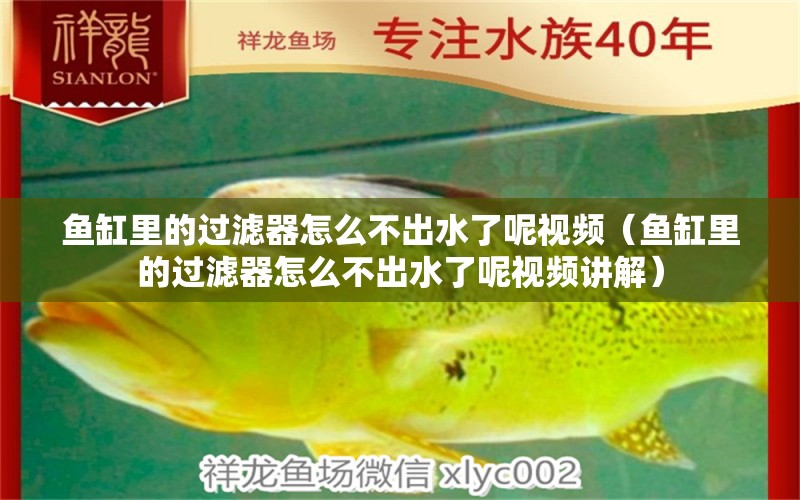 魚缸里的過濾器怎么不出水了呢視頻（魚缸里的過濾器怎么不出水了呢視頻講解） 祥龍水族醫(yī)院