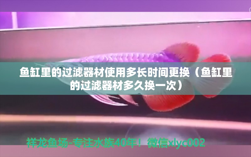 魚缸里的過濾器材使用多長時間更換（魚缸里的過濾器材多久換一次） 廣州觀賞魚批發(fā)市場