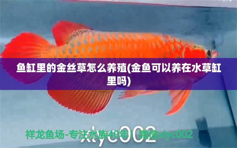 魚缸里的金絲草怎么養(yǎng)殖(金魚可以養(yǎng)在水草缸里嗎) 水草