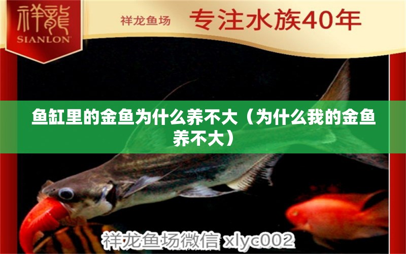 魚缸里的金魚為什么養(yǎng)不大（為什么我的金魚養(yǎng)不大） 綠皮皇冠豹魚