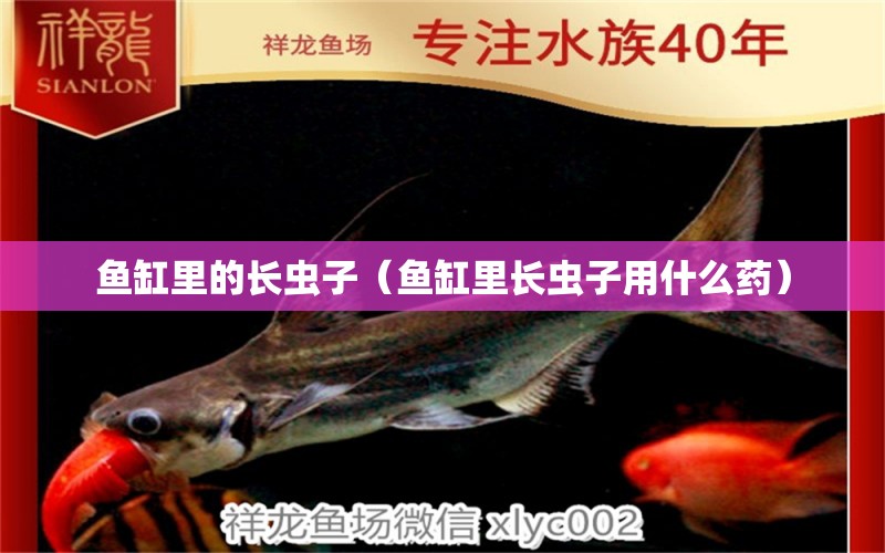 魚缸里的長蟲子（魚缸里長蟲子用什么藥） 廣州觀賞魚批發(fā)市場